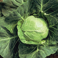 Cabbage Plants - Summer Continuity Duo Pack