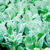 Cabbage Plants - Summer Green