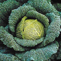 Cabbage Plants - Traviata