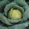 Cabbage Plants - Traviata