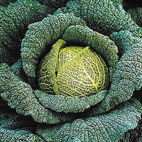 Cabbage Plants - Traviata