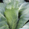 Cabbage Pointed Continuity Duo Pack