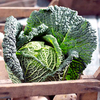 Cabbage Savoy Continuity Plant Collection