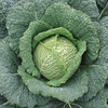 Cabbage Savoy Seeds - Continuity Duo Pack