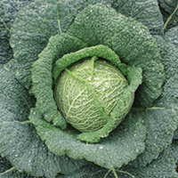 Cabbage Savoy Seeds - Continuity Duo Pack