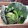 Cabbage (Savoy) Seeds - Preludium F1
