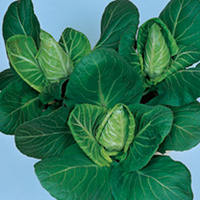 Cabbage Seeds - Hispi F1