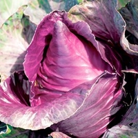 Cabbage Seeds - Kalibos