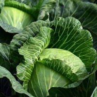 Cabbage Seeds - Kilaton F1