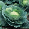 Cabbage Seeds - Kilazol F1