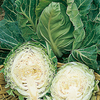 Cabbage Seeds - Pixie
