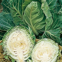 Cabbage Seeds - Pixie