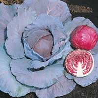 Cabbage Seeds - Red Jewel F1