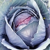 Cabbage Seeds - Roderick F1