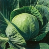Cabbage Seeds - Spring Hero F1