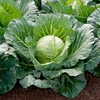Cabbage Seeds - Sunta F1