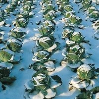 Cabbage Seeds -Tundra F1