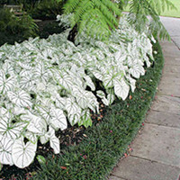 Caladium Tubers - Candidum