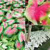 Caladium Tubers - Collection