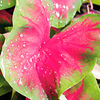 Caladium Tubers - Postman Joyner