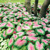 Caladium Tubers - Rosebud