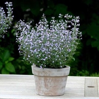 Calamintha Plants - Marvelette Blue