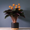 Calathea Crocata
