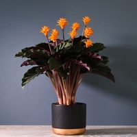 Calathea Crocata