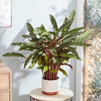 Calatheas Rufibarba
