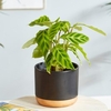 Calatheas Zebrina
