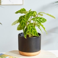 Calatheas Zebrina