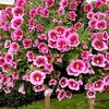 Calbrachoa Plants - Bumblebee
