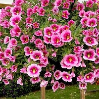 Calbrachoa Plants - Bumblebee