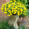 Calendula Plants - Power Daisy