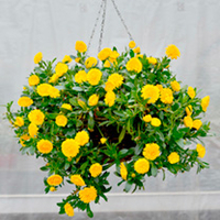 Calendula Plants - Powerdaisy Sunny