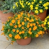 Calendula Powerdaisy Plants - Tango