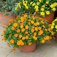Calendula Powerdaisy Plants - Tango