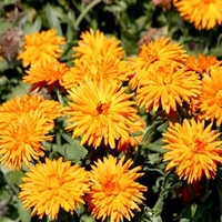 Calendula Seeds - Calexis Orange