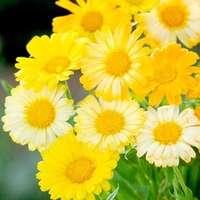 Calendula Seeds - Citrus Daisy Mixed