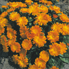 Calendula Seeds - Daisy May