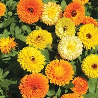 Calendula Seeds - Fiesta Gitana Mixed