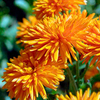 Calendula Seeds - Porcupine