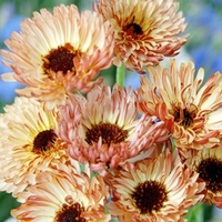 Calendula Seeds - Touch of Red Buff