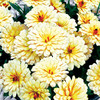 Calendula Winter Creepers Plants - Blond & Brisk