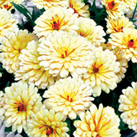 Calendula Winter Creepers Plants - Collection