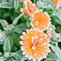 Calendula Winter Creepers Plants - Orange Ice