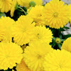 Calendula Winter Creepers Plants - Sun & Flurries