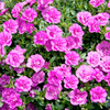 Calibrachoa Plant - MIniFamous Double Pink Mania