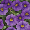 Calibrachoa Plants - Classic Trailing Blue