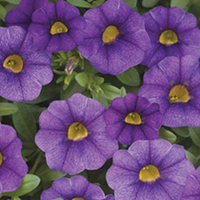 Calibrachoa Plants - Classic Trailing Blue